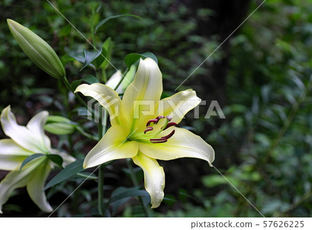 Lily flower Lily flower 57626225