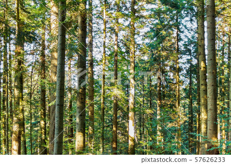 Forest trees. nature green wood sunlight Forest trees. nature green wood sunlight 57626233