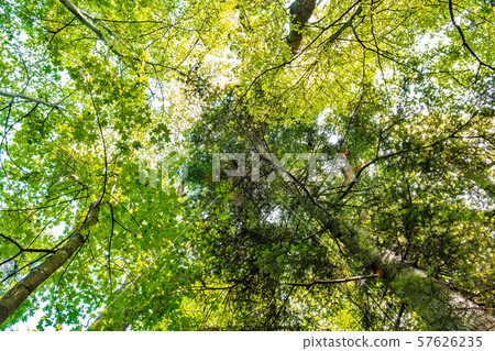 Sunlight goes through green forest Sunny Day. 57626235