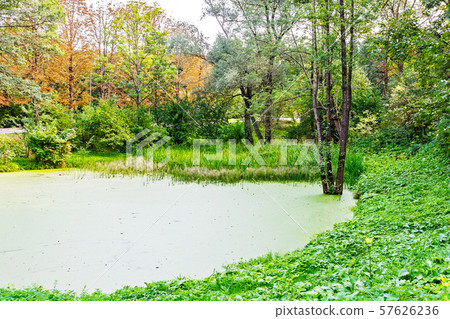 Lush green swamp . The sun is peaking through the Lush green swamp . The sun is peaking through the 57626236