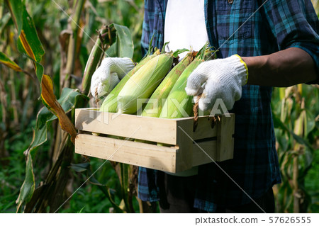 Young corn planter harvest 57626555