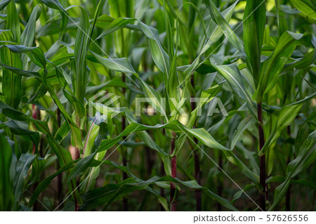 Corn plants Corn plants 57626556