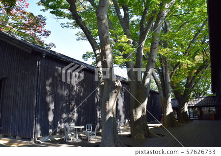 Yamai倉庫zelkova樹排行了樹 Yamai倉庫zelkova樹排行了樹 57626733