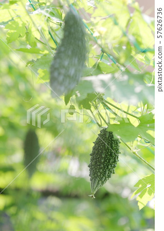 Bitter gourd Bitter gourd 57626736