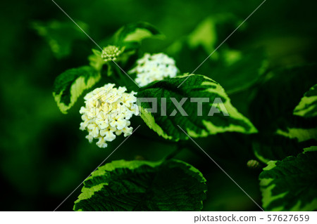 Speckled lantana light yellow flower 57627659