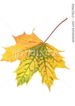 Autumn maple leaf over a white background.. Autumn maple leaf over a white background.. 57627682