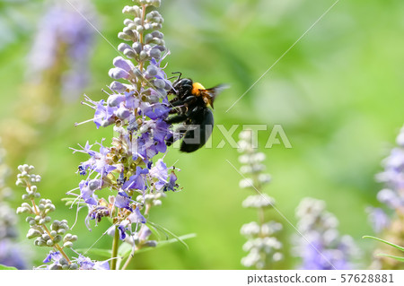 Carpenter bee Carpenter bee 57628881
