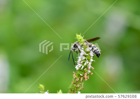 Himehara na gussetti 57629108