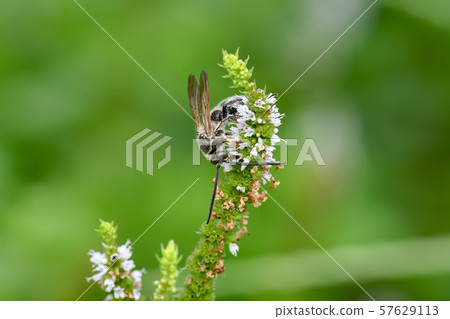 Himehara na gussetti 57629113