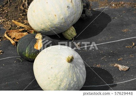 收穫的秋天 57629448