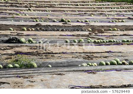 收穫的痕跡 57629449