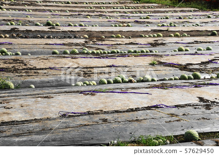 收穫的痕跡 57629450