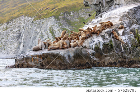 The Steller sea lion sitting on a rock island in the Pacific Ocean on kamchatka peninsula 57629793