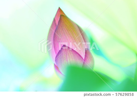 一朵蓮花 57629858