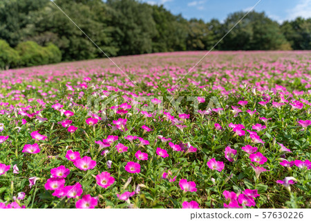 Petunia 57630226
