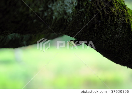 Ming-Min Semi 57630596