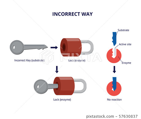 Scheme of incorrect enzyme and substrate interaction vector illustration isolated. 57630837
