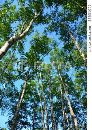 Chiruma forest Chiruma forest 57631092