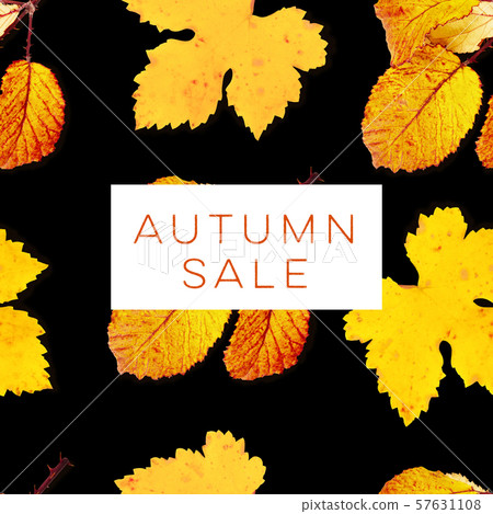Autumn Sale, a discount banner or flyer design with vibrant yellow fall leaves on a black background Autumn Sale, a discount banner or flyer design with vibrant yellow fall leaves on a black background 57631108
