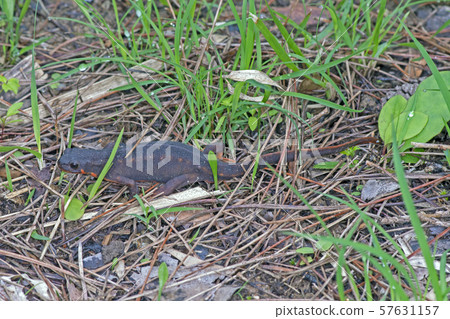 有機矽獨特 57631157