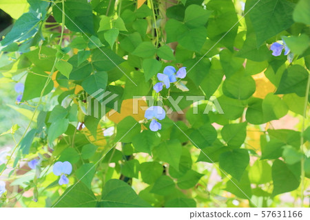 Mame花 Mame花 57631166