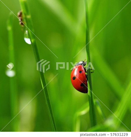 Beautiful color image of ladybugs in grass. Insect Beautiful color image of ladybugs in grass. Insect 57631229