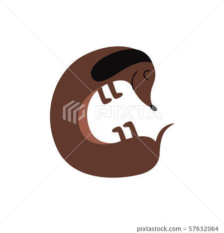 Dachshund or teckel puppy sleeping flat cartoon vector illustration isolated. 57632064