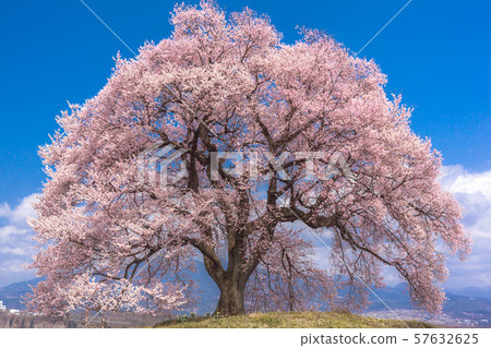 山梨縣韭崎市酪梨孤櫻（盛開） 57632625