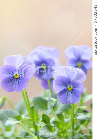 紫羅蘭色蝴蝶花藍色花凋枯的領域背景 57632645