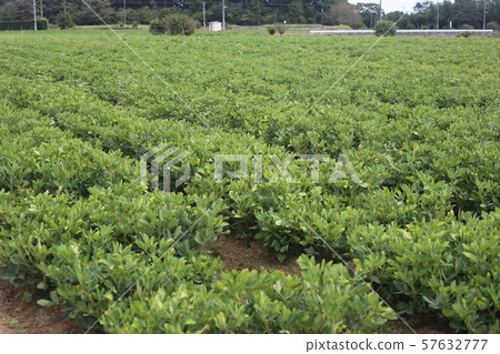 Peanut field 57632777