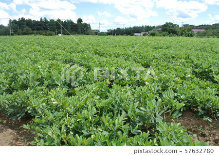 Peanut field 57632780