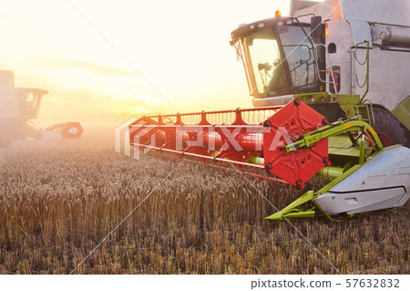 Combine harvester harvests ripe wheat. Ripe ears of gold field on the sunset cloudy orange sky 57632832