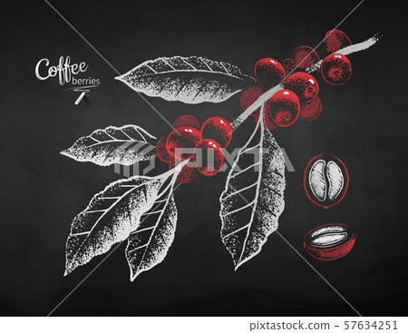 Chalk drawn coffee branch and berry Chalk drawn coffee branch and berry 57634251