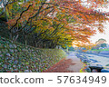 Autumn leaves 57634949