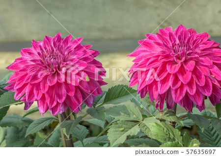 Pink Guldavari Flower plant Pink Guldavari Flower plant 57635697