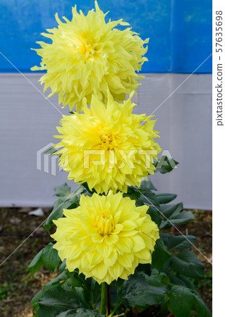 Yellow Guldavari Flower plant Yellow Guldavari Flower plant 57635698