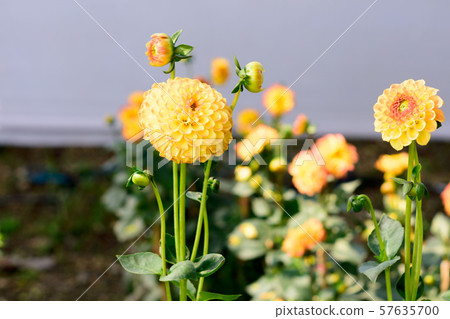 Marigolds (Tagetes erecta, Mexican marigold, Aztec marigold, African marigold) blossoming in the summer in a garden. Marigolds (Tagetes erecta, Mexican marigold, Aztec marigold, African marigold) blossoming in the summer in a garden. 57635700