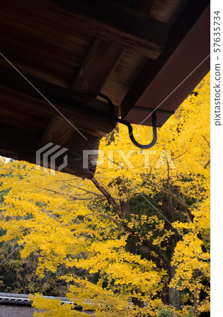 Todaiji寺廟在秋天 57635734