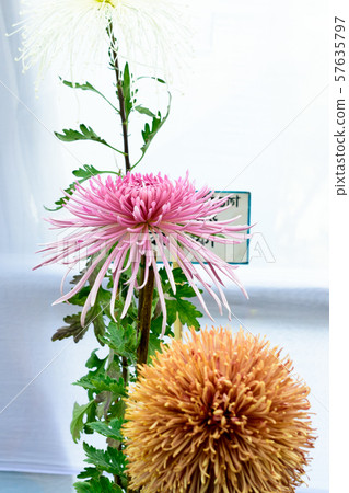 Bee Balm and Dahlia tulip flowers in full bloom at an annual flower show 57635797