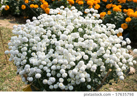 White Guldavari (Chrysanthemum) Flower, a herbaceous perennial plants.  57635798