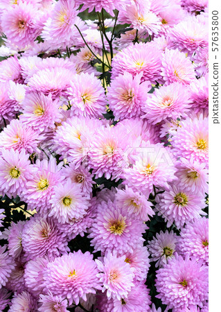 Photo of white and pink cherry blossom. Photo of white and pink cherry blossom. 57635800