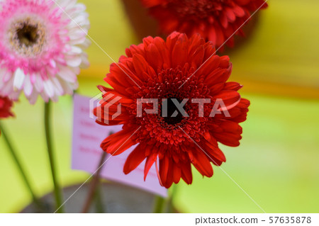 Dahlia 'Bishop of Llandaff' 57635878