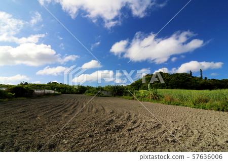 琉球泥岩甘蔗土 57636006