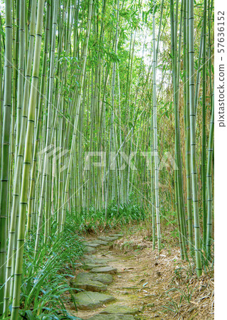 Small diameter of fresh green bamboo forest, Kyoto 57636152