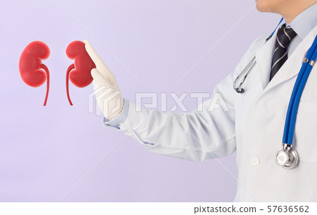 doctor check 3D kidney urology , kidney disease 57636562
