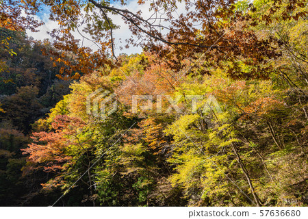  A trip to a boat trip in Ichinoseki, Ichinoseki, autumn leaves 57636680
