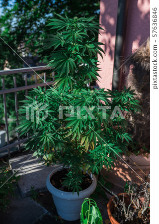 Marijuana potted on the balcony of the house 57636846