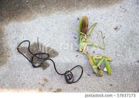 螳螂和樹皮甲蟲 57637173