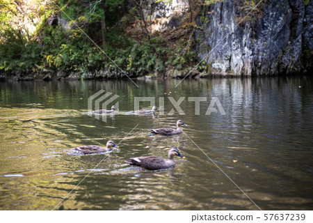  A trip to a boat trip in Ichinoseki, Ichinoseki, autumn leaves 57637239