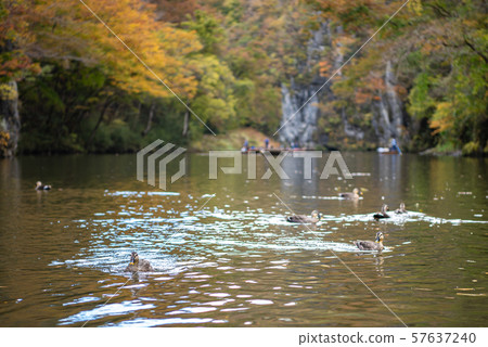  A trip to a boat trip in Ichinoseki, Ichinoseki, autumn leaves 57637240